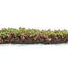 AboutGreen Dachbegrünung Roll und Go Dachneigung 5-10