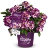 Alpenrose Happydendron Pushy Purple Topf Durchmesser 23 cm