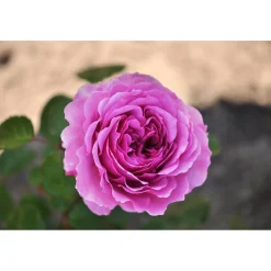 Beetrose 'Adore Aroma®'