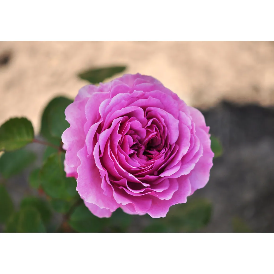 Beetrose 'Adore Aroma®'