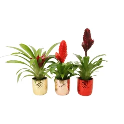 Bromelia im Keramik-Topf Ø 10 cm