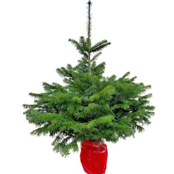 GNAD Abies Nordmanniana 110-130