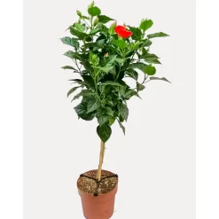 Hibiskus-Mix Stamm T21