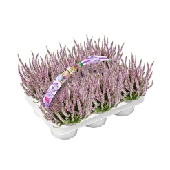 Knospenheide Garden Girls Herbstlavendel 6er-Pack