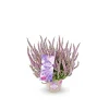 Knospenheide Garden Girls Herbstlavendel Topf- Durchmesser 11 cm