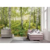 Komar Vlies Fototapete Birch Trees 400x250 cm