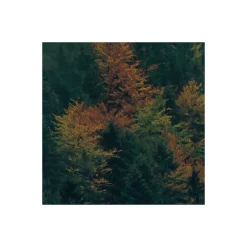 Komar Vlies Fototapete Tales of the Carpathians 300x200 cm