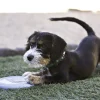 KONG Hundespielzeug Puppy Flyer rosa 18 cm