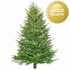 Nordmanntanne geschlagen Gold 250-290 cm