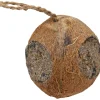 Pfiffikus Kokosnuss mit 3 Löchern