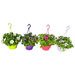 Plantiflor Ampelpflanze Petunie Topf- Durchmesser 21 cm