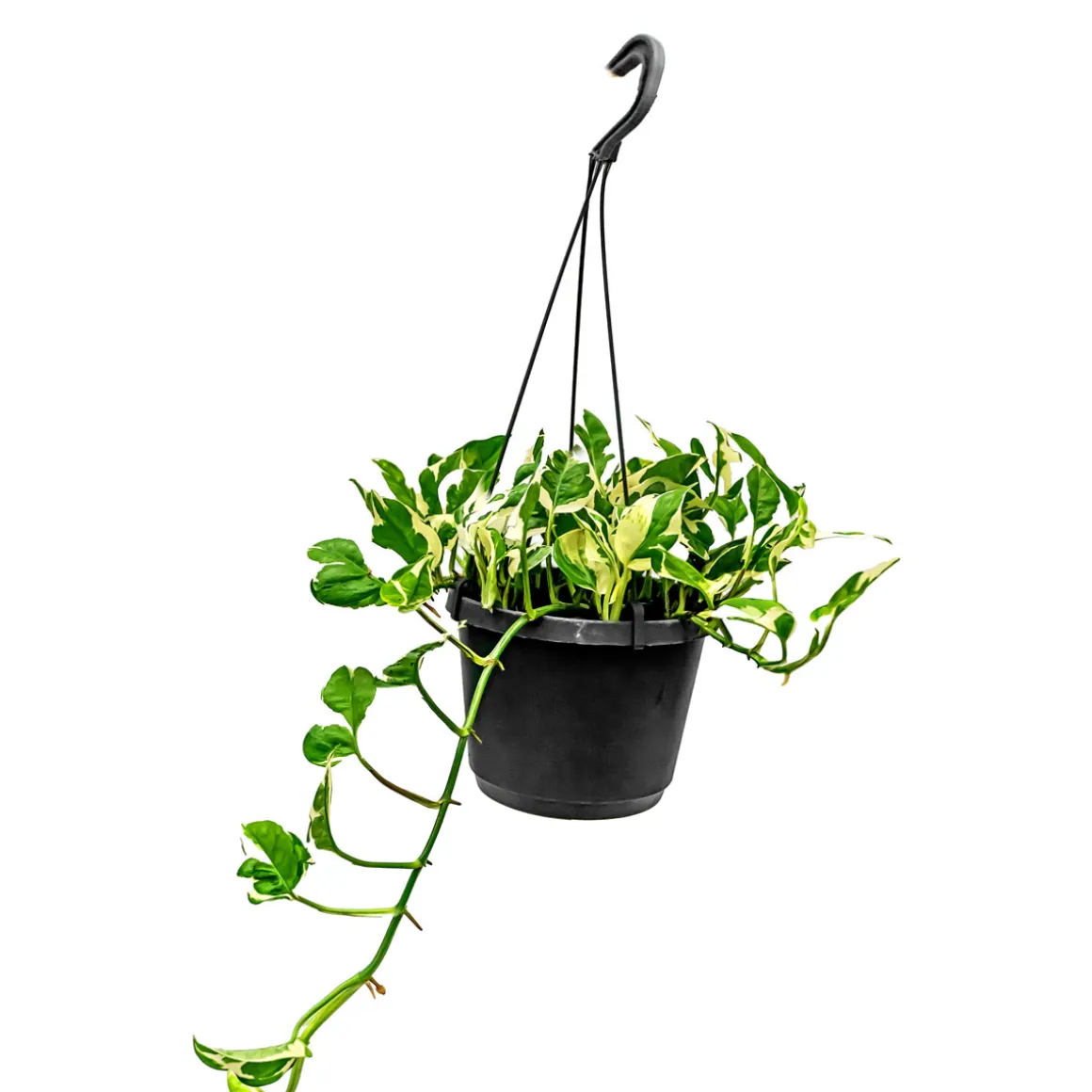 Plantiflor Ampelpflanze Philodendron Topf- Durchmesser 17 cm