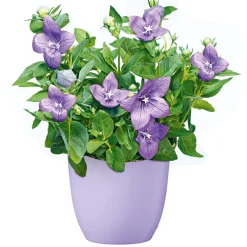 Plantiflor Ballonblume Ton in Ton Topf- Durchmesser 12 cm