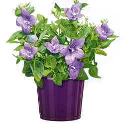 Plantiflor Ballonblume Ton in Ton Topf- Durchmesser 12 cm