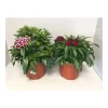 Plantiflor Bartnelke P19
