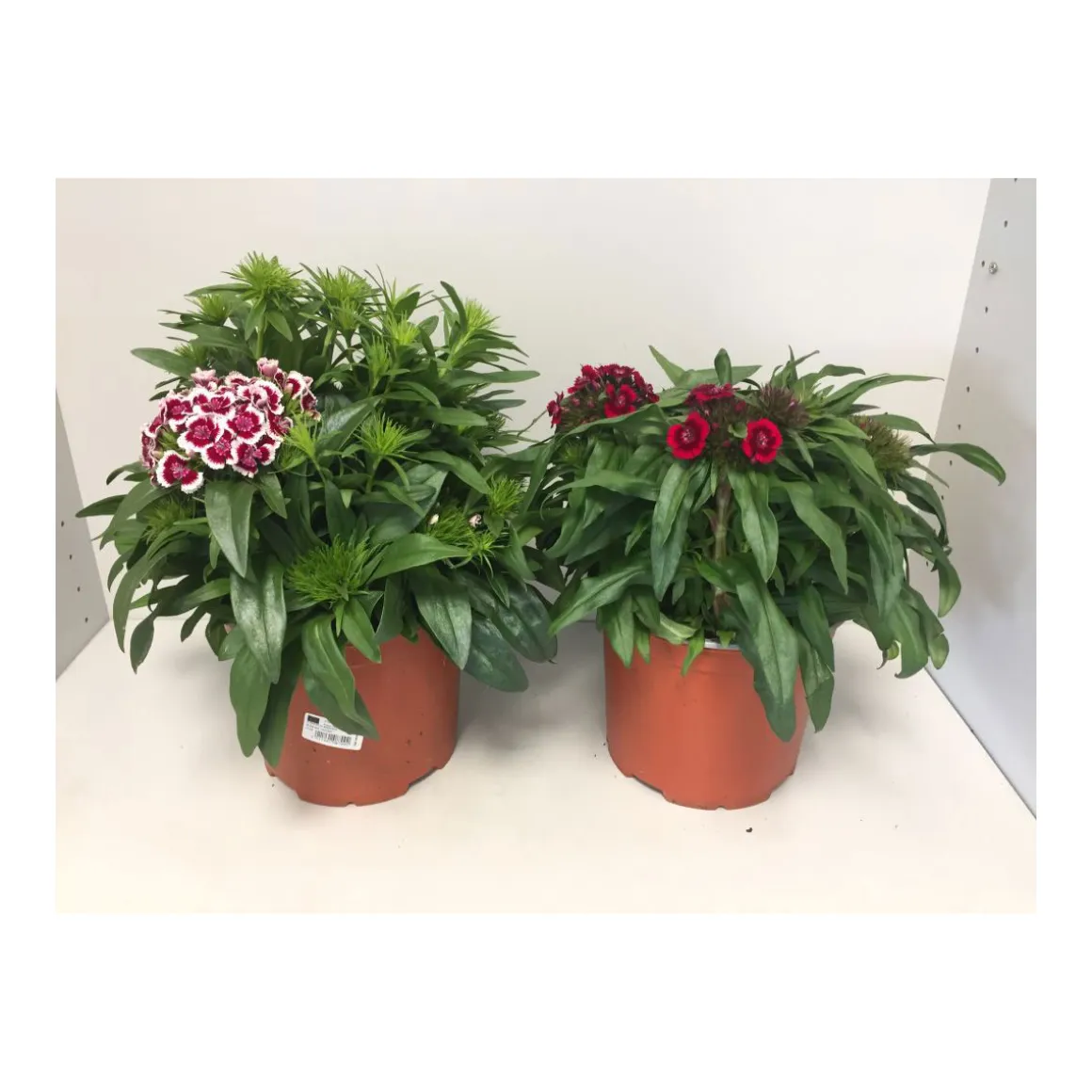 Plantiflor Bartnelke P19