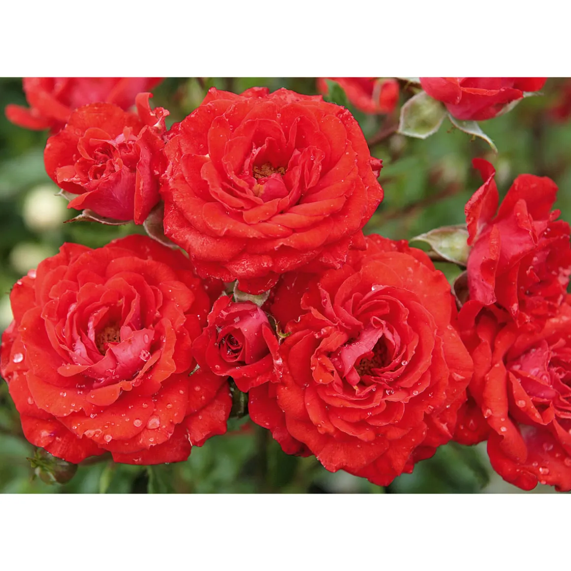 Plantiflor Beet-Duftrose rot Topf 23 cm