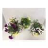 Plantiflor Beetpflanzen-Mix Topf Durchmesser 13 cm