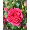 Plantiflor Beetrose Lila Topf Durchmesser 23 cm