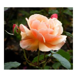 Plantiflor Beetrose Orange Topf Durchmesser 23 cm