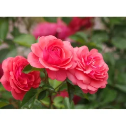 Plantiflor Beetrose Rosa Topf Durchmesser 19 cm