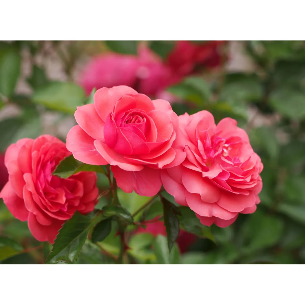 Plantiflor Beetrose Rosa Topf Durchmesser 19 cm