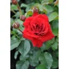 Plantiflor Beetrose Rot Topf Durchmesser 19 cm