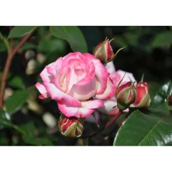 Plantiflor Beetrose Zweifarbig Topf Durchmesser 23 cm