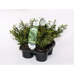 Plantiflor Berg-Ilex Stokes 4er-Pack