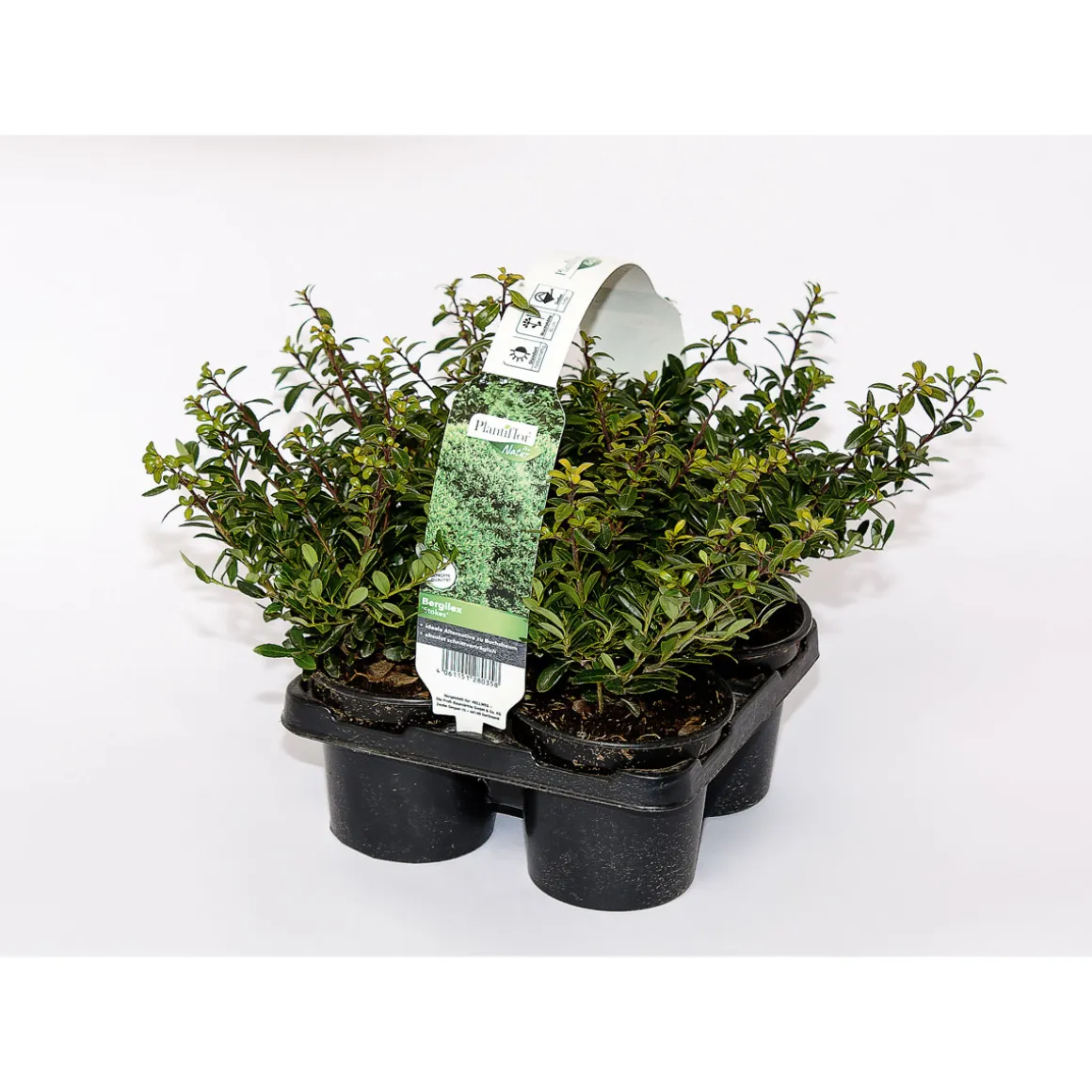 Plantiflor Berg-Ilex Stokes 4er-Pack