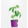 Plantiflor Bio Fleischtomaten Marmande Topf Durchmesser 11 cm