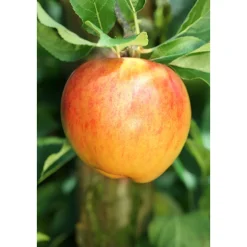Plantiflor BIO-Apfel 'Alkmene'
