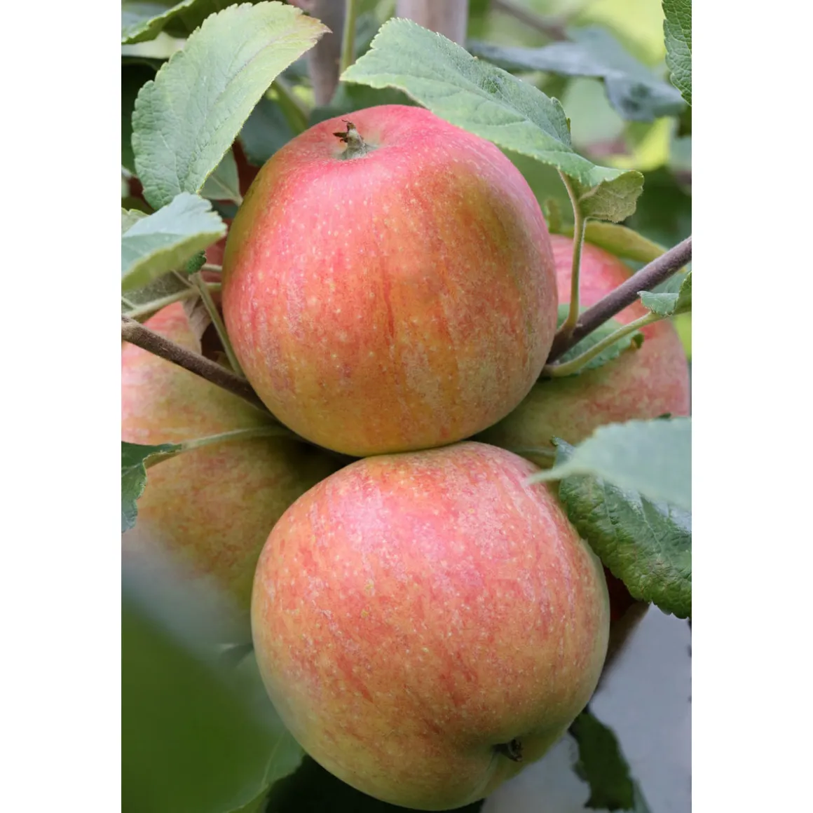 Plantiflor BIO-Apfel 'Roter Boskoop'
