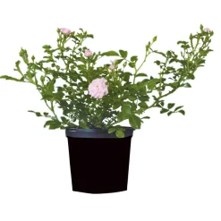 Plantiflor Bodendeckerrosen Topf Durchmesser 13 cm