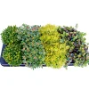 Plantiflor Bodendecker-Stauden Pflasta la Vista Topf 13 cm