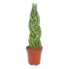 Plantiflor Bogenhanf Topf Durchmesser 12 cm