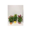 Plantiflor Celosie Kelos verschiedene Farben T12