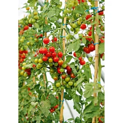 Plantiflor Cherrytomate plastikfrei Topf Durchmesser 12 cm