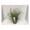 Plantiflor Chinaschilf Dwarf T14