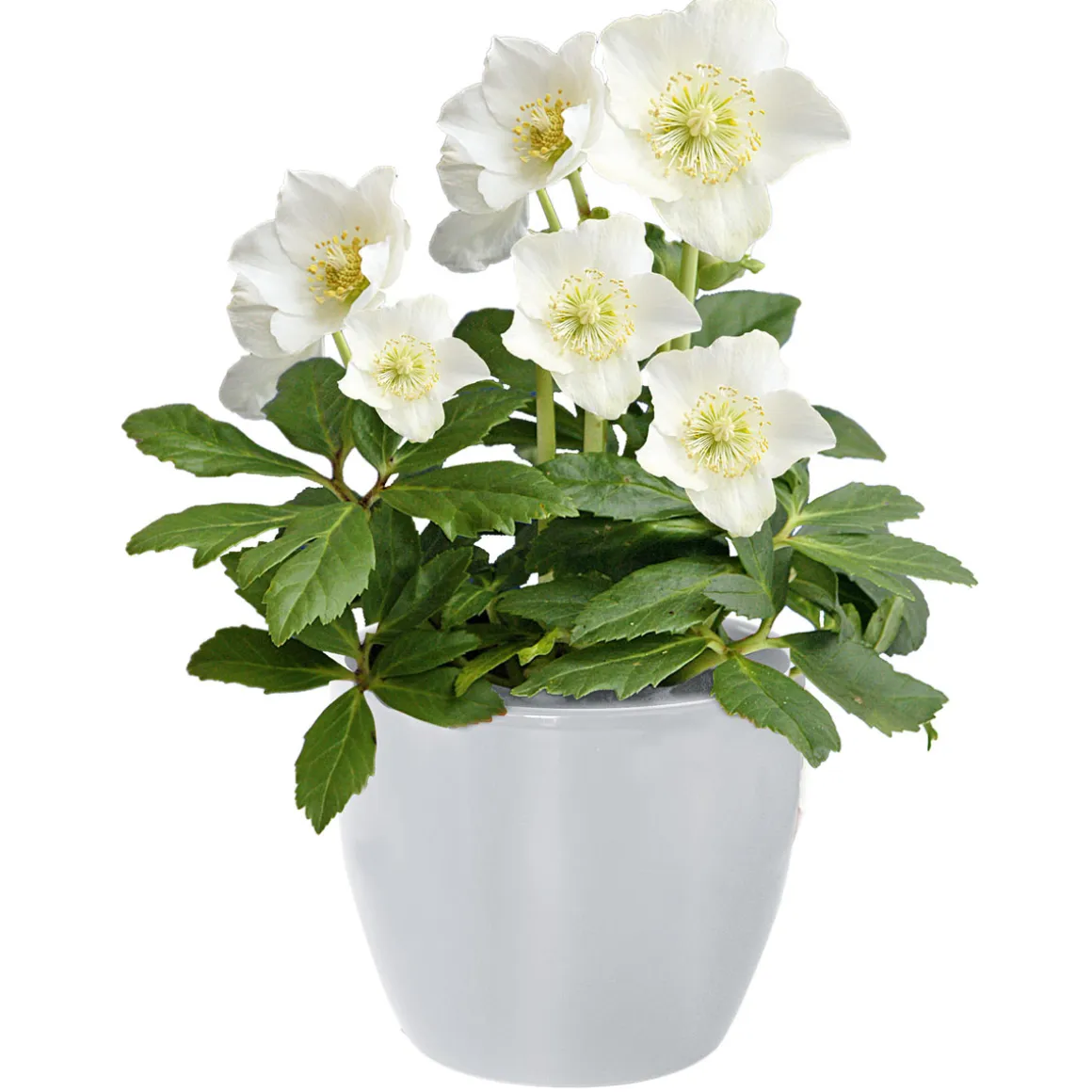 Plantiflor Christrose Christmas Carol Top Durchmesser 12 cm
