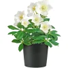 Plantiflor Christrose Topf Durchmesser 15 cm