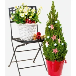 Plantiflor Christrose Topf Durchmesser 15 cm