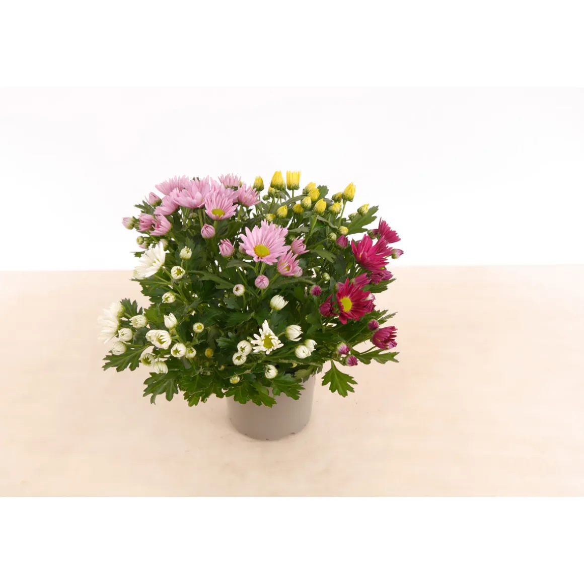 Plantiflor Chrysantheme T13 4 Farben