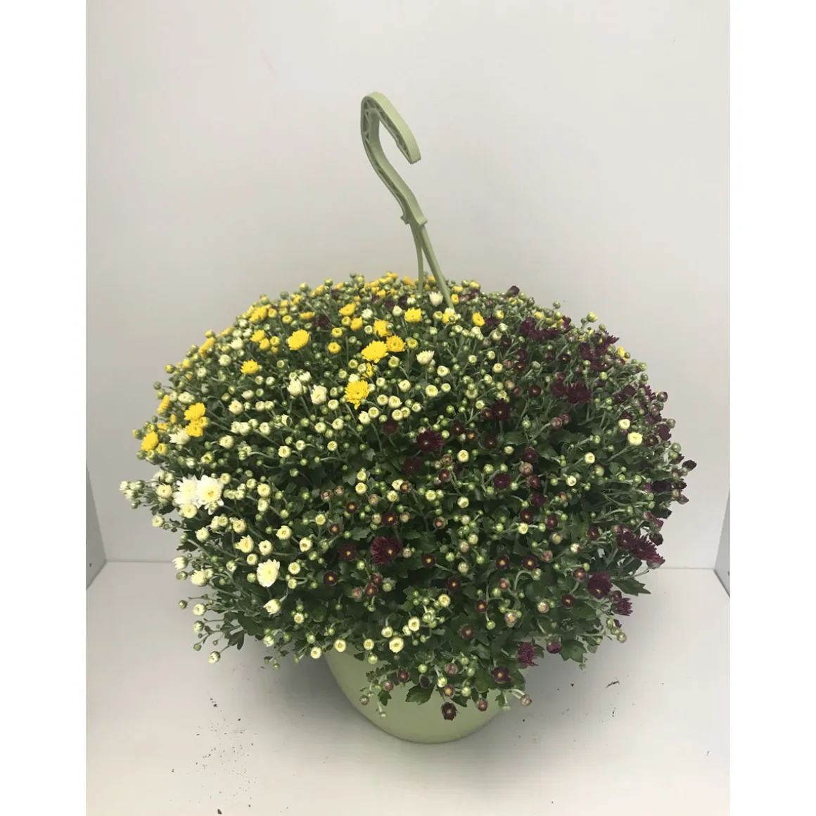 Plantiflor Chrysantheme Skyfall Trio T25