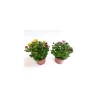 Plantiflor Chrysanthemen Swifty Carneval T10,5