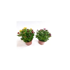 Plantiflor Chrysanthemen Swifty Carneval T10,5