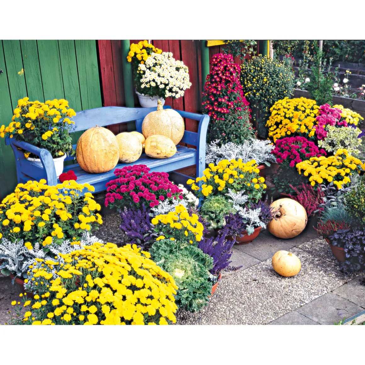 Plantiflor Chrysanthemenbüsche Mix Topf Durchmesser 13 cm