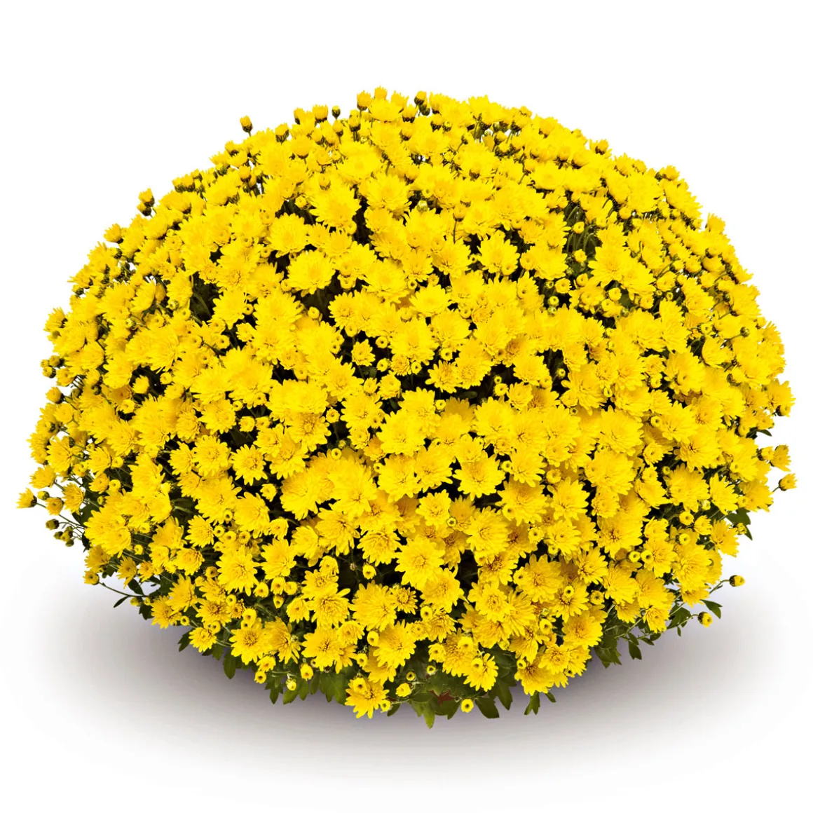 Plantiflor Chrysanthemen-Busch Topf Durchmesser 19 cm
