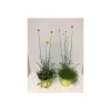 Plantiflor Craspedia globosa Golf Beauty 3 Sorten T17