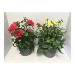Plantiflor Dahlie verschiedene Farben 3 L